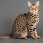 Comprar un gato Savannah