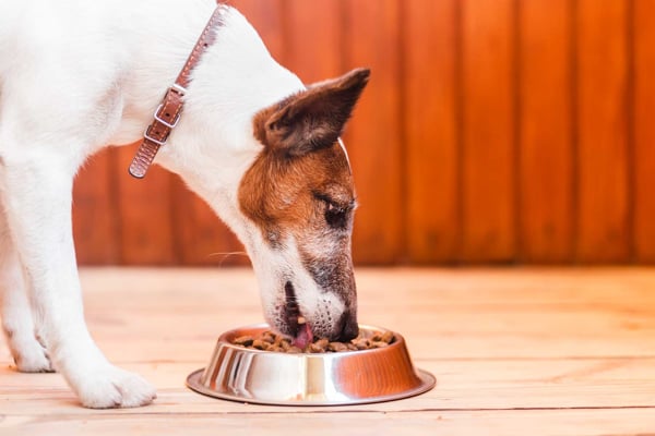 Cuánto cuesta mantener un perro