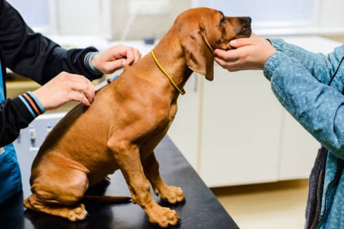 Mi perro tiene parvovirus y no tengo dinero en España